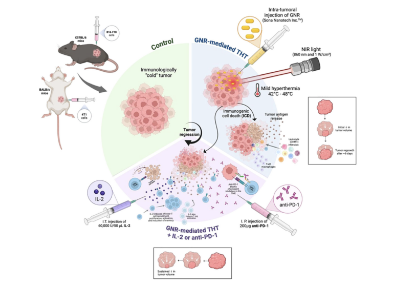 Targeted intra-tumoral hyperthermia using uniquely biocompatible gold nanorods induces strong immunogenic cell death in two immunogenically ‘cold’ tumor models